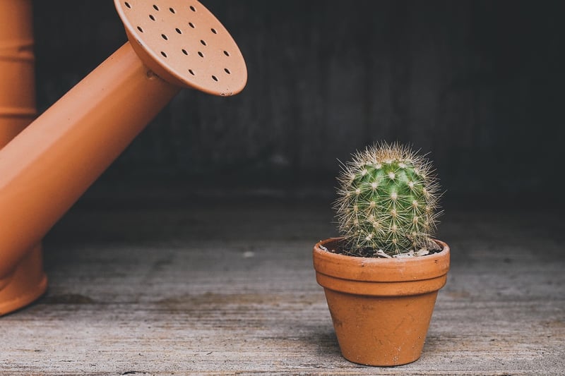 Plastic Bottle Planters